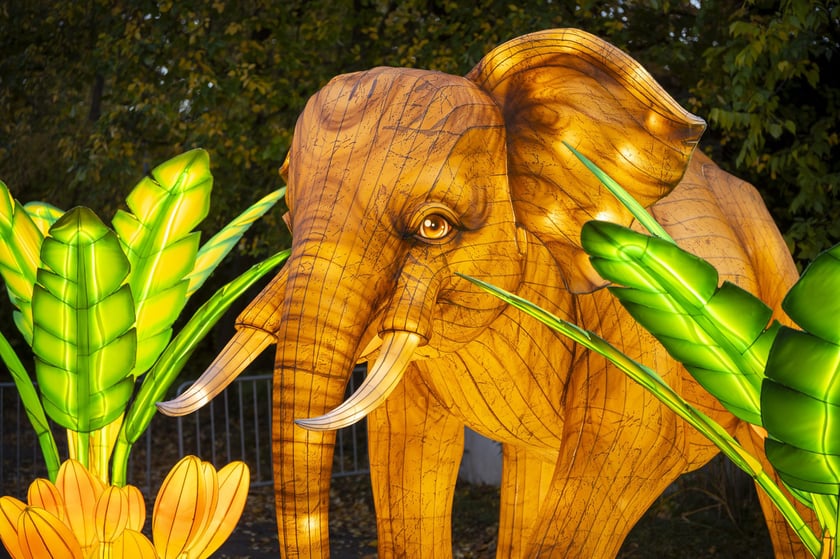 Wystawa Garden of Lights: Dzika Azja we wrocławskim zoo, październik 2024